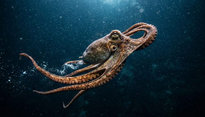 Octopus_swimming_in_dark_water_202608031008-e1785770311920.jpeg