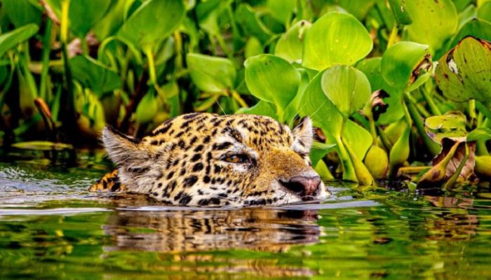 Onca-pintada-nadando-768×512-1.jpg Onca-pintada-nadando-768x512-1.jpg