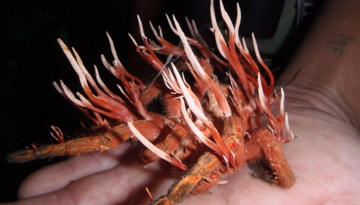 Ophiocordyceps_caloceroides.jpg