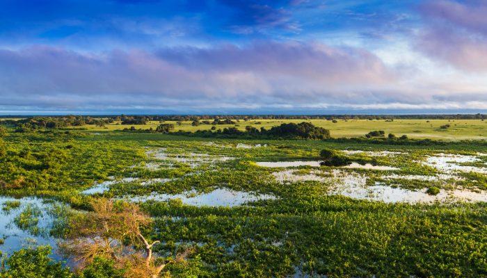 Pantanal-_Mato_Grosso-_Brasil.jpg Pantanal-_Mato_Grosso-_Brasil.jpg