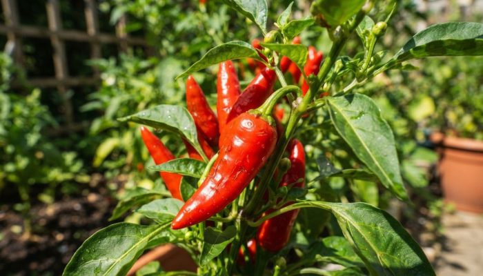Pe-de-pimenta-1.jpg