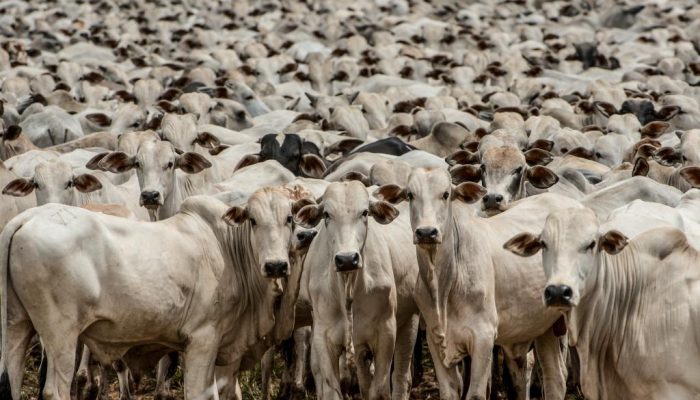 Pecuaria.jpg Pecuaria.jpg