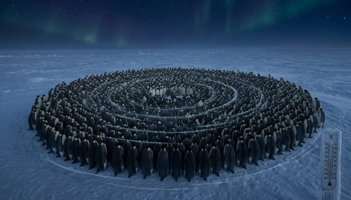 Penguins_forming_huddles_against…_202608080219-e1786166435997.jpeg