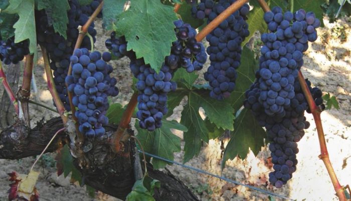 Tempranillo_vine_with_grape_clusters.jpg.jpg