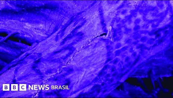 a255d9c0-6d72-11f0-8dbd-f3d32ebd3327.jpg a255d9c0-6d72-11f0-8dbd-f3d32ebd3327.jpg