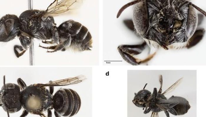 abelha-megachile-hackeriapis-lucifer-1762868802536_v2_615x300.jpg