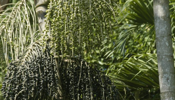 acai-branco-alimento-beneficios.jpg acai-branco-alimento-beneficios.jpg