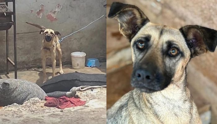 adocao-de-cachorro.jpg