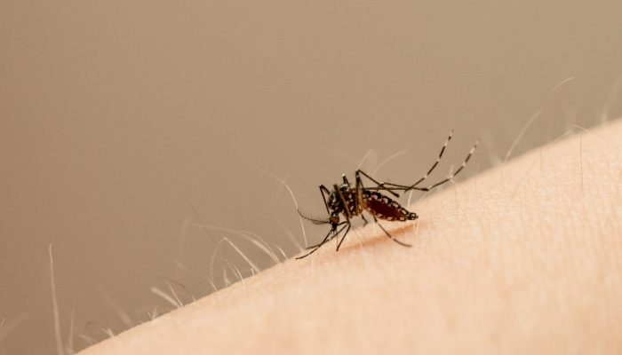 aedes.jpg aedes.jpg