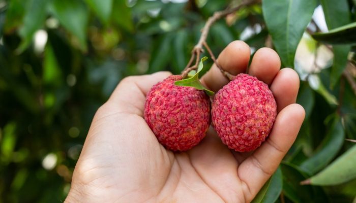 agriculture-lychee-fruit-thailand.jpg