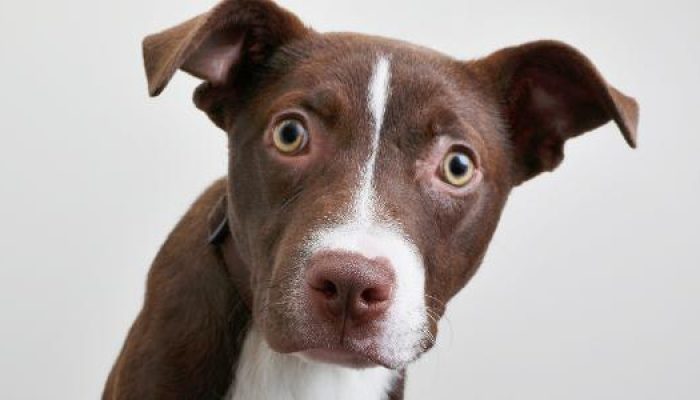 amp-resgate-de-animais-001-cachorro-com-olhar-assustado-1636490293828_v2_615x300.jpg amp-resgate-de-animais-001-cachorro-com-olhar-assustado-1636490293828_v2_615x300.jpg