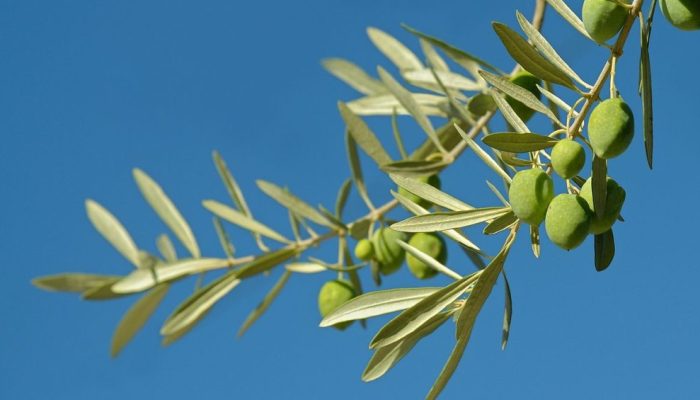 azeitona-oliveira-azeite-cha.jpg azeitona-oliveira-azeite-cha.jpg