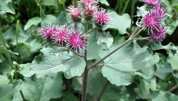 bardana-arctium-lappa.jpg
