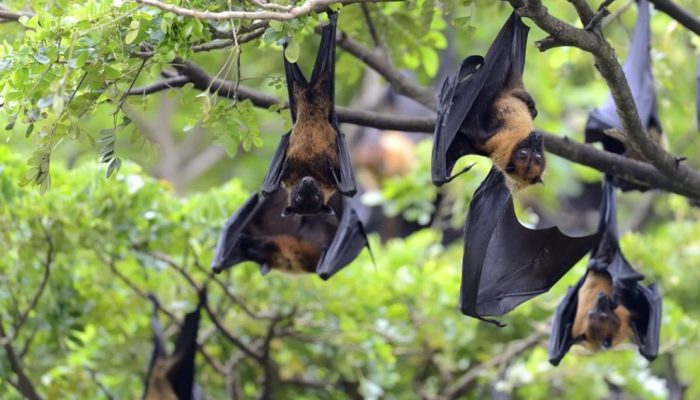 black-flying-foxes-hanging-in-tree-min.tmb-1024v.jpg