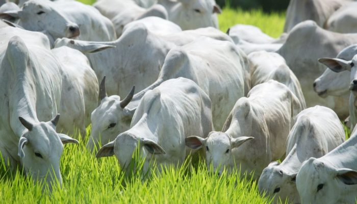 boi-pecuaria-bovinocultura-credito-Wenderson-Araujo-CNA-26.jpg