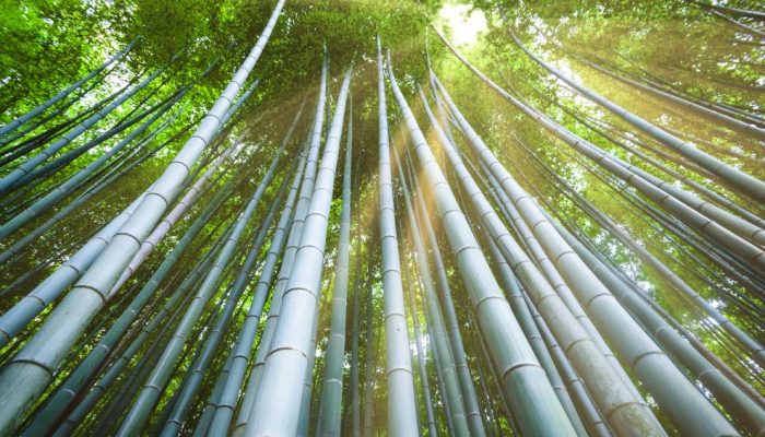 bosque-bambu-kyoto.jpg bosque-bambu-kyoto.jpg