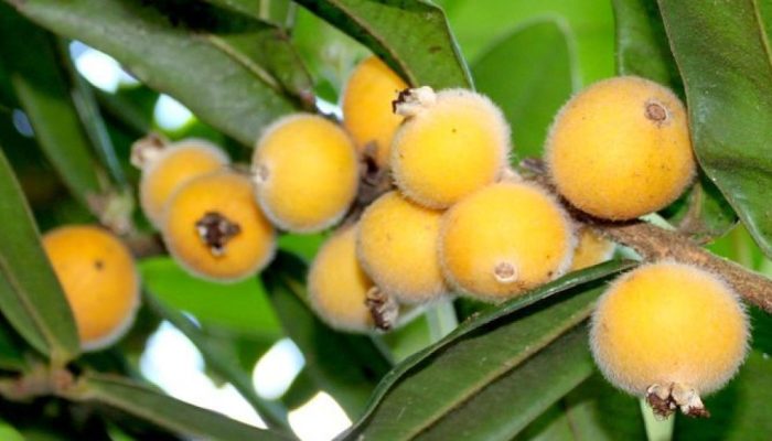 cabeludinha-jabuticaba-amarela.jpg cabeludinha-jabuticaba-amarela.jpg