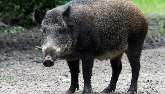 caca-javali-santa-catarina.jpg