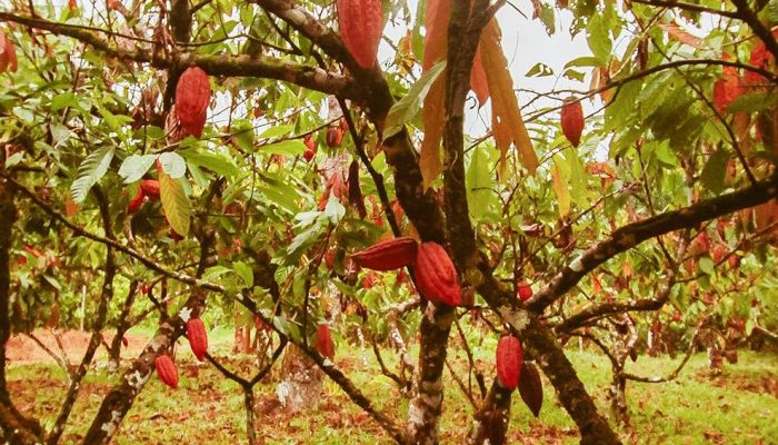 cacau-bahia.jpg cacau-bahia.jpg