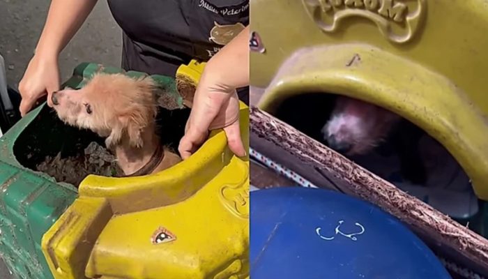 cachorrinha-idosa.jpg