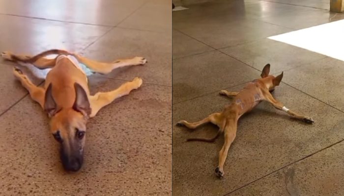 cachorrinho-deficiente.jpg