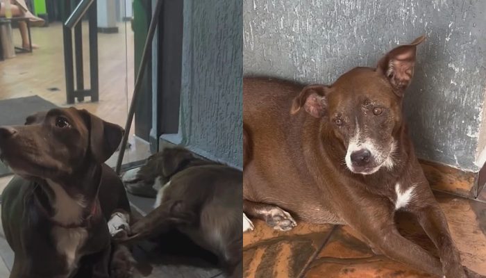 cachorrinho-resgatado-.jpg
