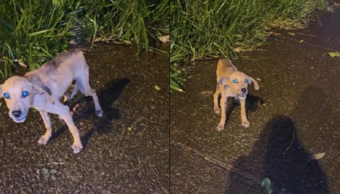 cachorro-abandonado-na-chuva-1.jpg