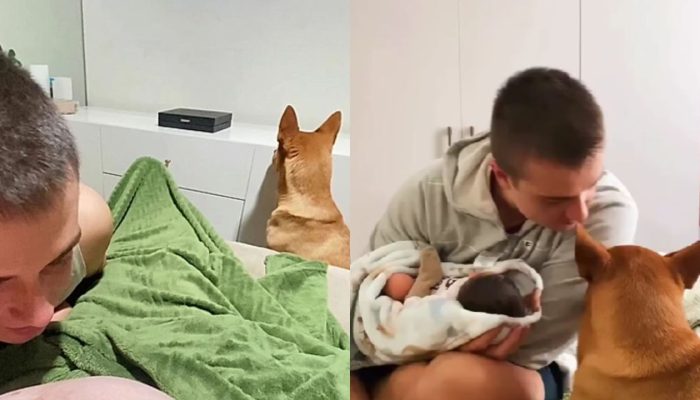 cachorro-ciumento.jpg