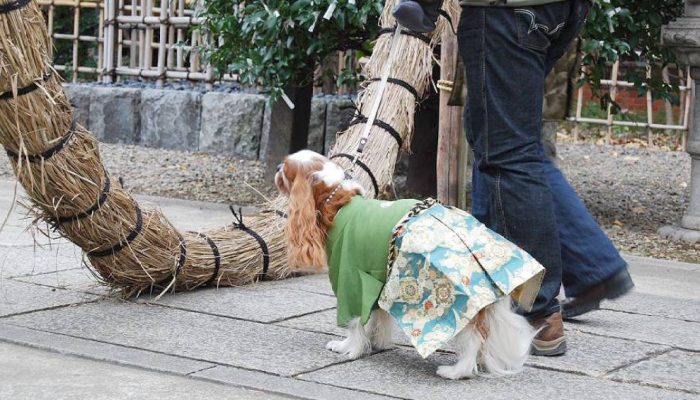 cachorro-de-quimono-japo.jpg