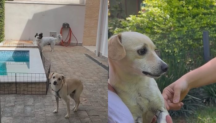 cachorros-6.jpg