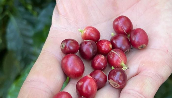 cafe_produizido_pela_fazenda_florenca.jpg cafe_produizido_pela_fazenda_florenca.jpg