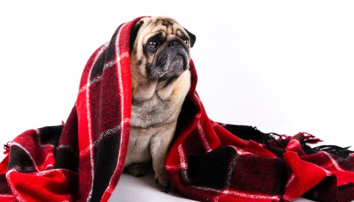 cao-bonito-coberto-com-manta-vermelha-e-preta.jpg cao-bonito-coberto-com-manta-vermelha-e-preta.jpg