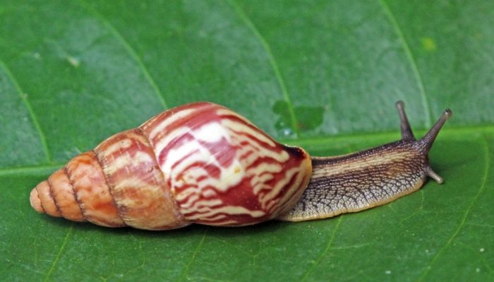 caramujo-africano.jpg caramujo-africano.jpg