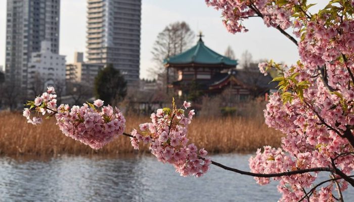 cerejeira-ueno-park-toquio.jpg