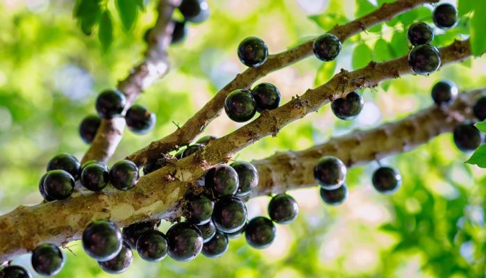 cha-casca-jabuticaba.jpg cha-casca-jabuticaba.jpg