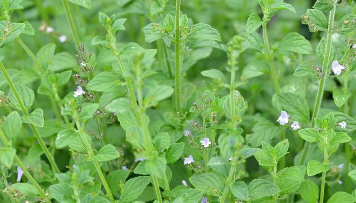 cha-de-neveda.jpg cha-de-neveda.jpg