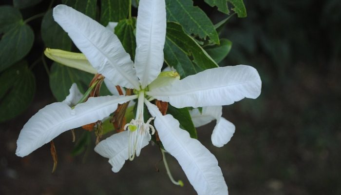 cha-pata-de-vaca.jpg cha-pata-de-vaca.jpg