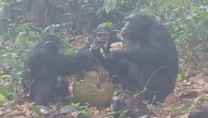 chimpanzes-compartilhando-fruta-pao-africana-fermentada-que-tem-teor-baixo-de-alcool-1746020969115_v.png