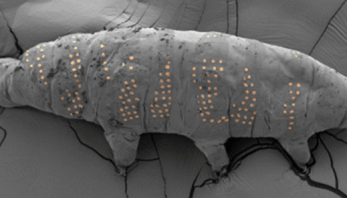 cientistas-fizeram-tatuagens-em-tardigrados-para-testar-tecnica-de-microfabricacao-1745585081503_v2.png cientistas-fizeram-tatuagens-em-tardigrados-para-testar-tecnica-de-microfabricacao-1745585081503_v2.png