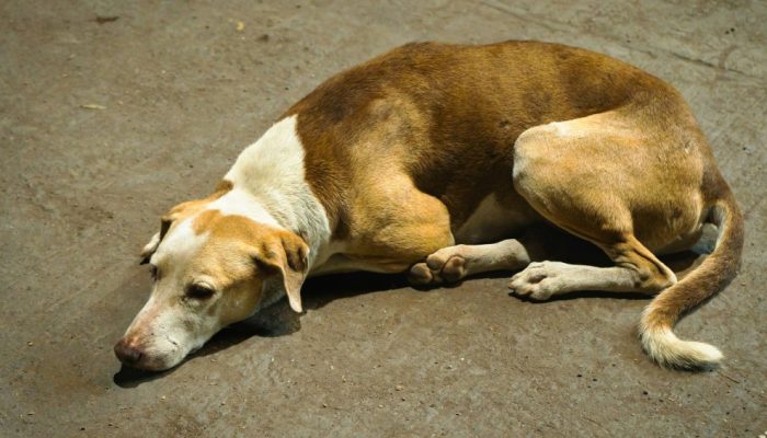 cinomose-canina-cachorro-doenca-viral-vacina.jpg cinomose-canina-cachorro-doenca-viral-vacina.jpg