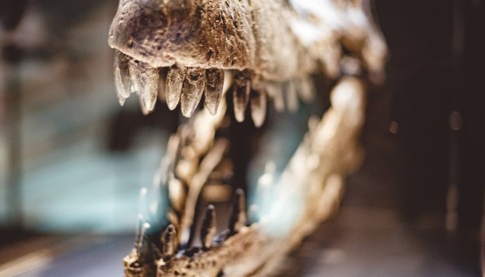 closeup-shot-dinosaur-skull-teeth-glass-box.jpg closeup-shot-dinosaur-skull-teeth-glass-box.jpg