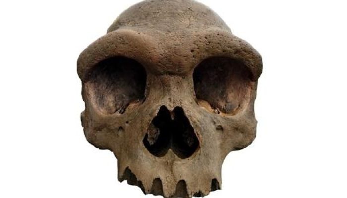 cranio-foi-encontrado-em-1933-mas-esteve-escondido-ate-2018-1750370040532_v2_615x300.jpg cranio-foi-encontrado-em-1933-mas-esteve-escondido-ate-2018-1750370040532_v2_615x300.jpg