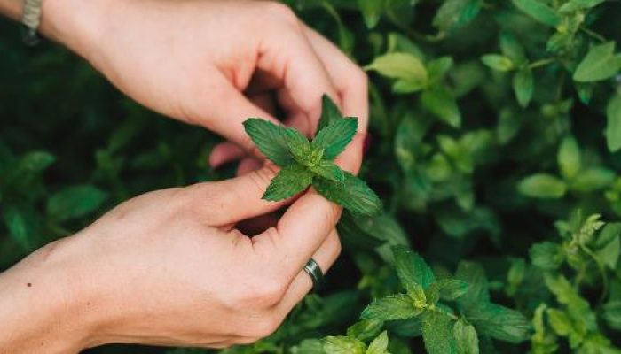 cultivo-de-hortela-1653056548851_v2_615x300.jpg cultivo-de-hortela-1653056548851_v2_615x300.jpg