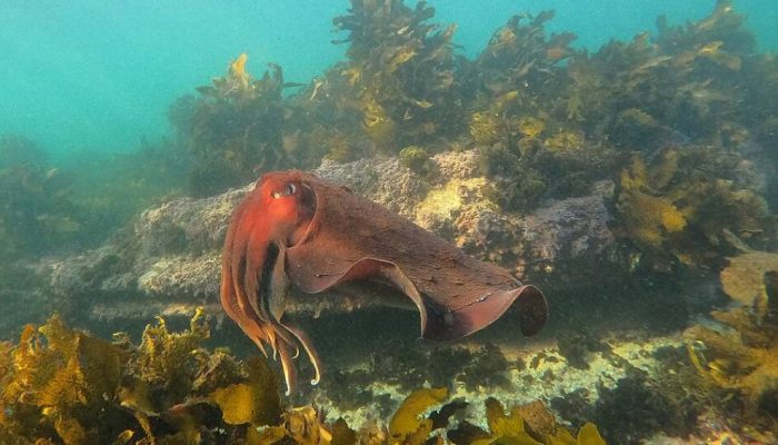 cuttlefish-sepia-gigante-australiana.jpg cuttlefish-sepia-gigante-australiana.jpg