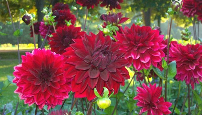dalia-planta-flor.jpg dalia-planta-flor.jpg