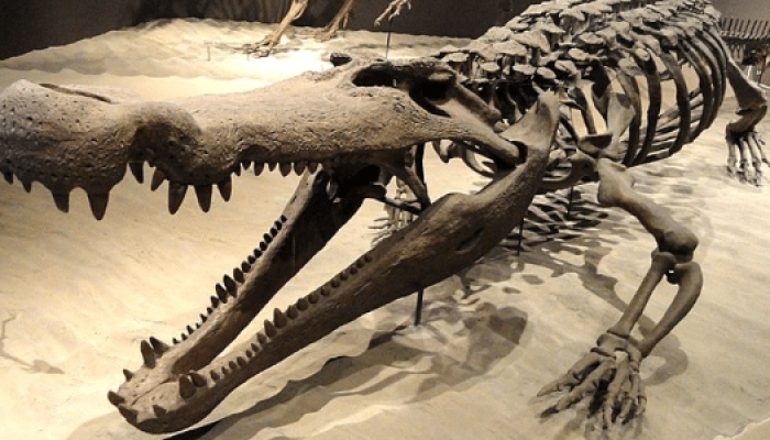 deinosuchus-1745520439388_v2_615x300.png deinosuchus-1745520439388_v2_615x300.png