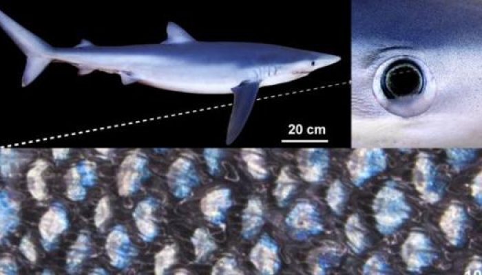 denticulos-dermicos-de-tubarao-azul-1753905872694_v2_615x300.jpg denticulos-dermicos-de-tubarao-azul-1753905872694_v2_615x300.jpg