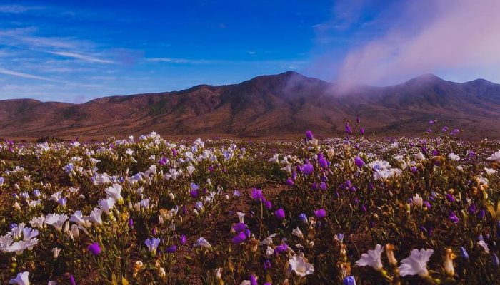 deserto-atacama-florido.jpg
