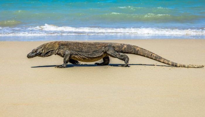 dragao-de-komodo.jpg dragao-de-komodo.jpg