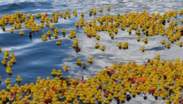 entenrennen-corrida-patos-borracha.jpg entenrennen-corrida-patos-borracha.jpg